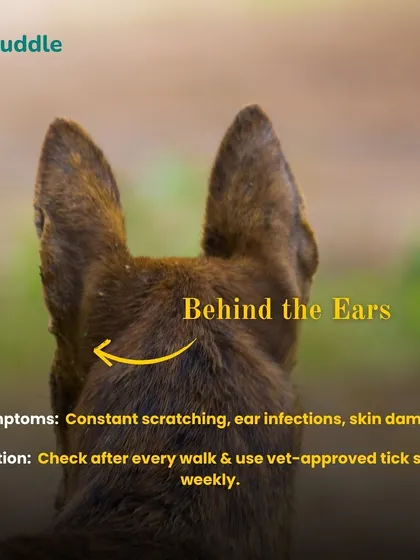 Ticks love to hide behind the ears. This graphic shows you the symptoms to watch for, like constant scratching, and reminds you to check after every walk and use a vet-approved tick spray.