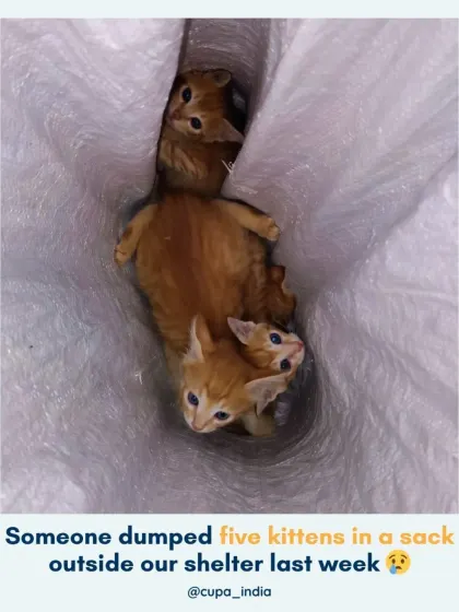 Five tiny kittens were found dumped in a sack outside a shelter. Abandonment is a crime under the PCA Act. I assist in filing complaints against those who commit such heartless acts.