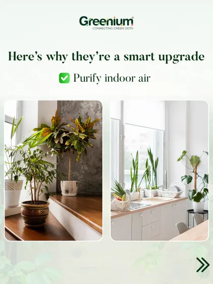 Live plants are natural air purifiers. This image highlights how placing plants like these in your kitchen or living area can help create a healthier indoor environment.