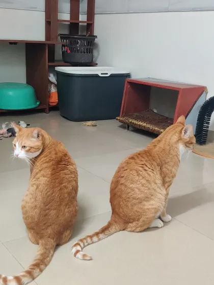 Hungry and Dora, two handsome ginger boys, sitting together. They look like they are waiting for their breakfast.