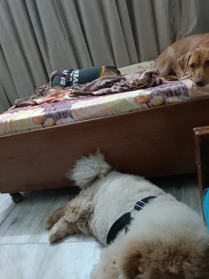 More sleepy pups. The dogs know they have a safe and quiet space to rest whenever they need it.