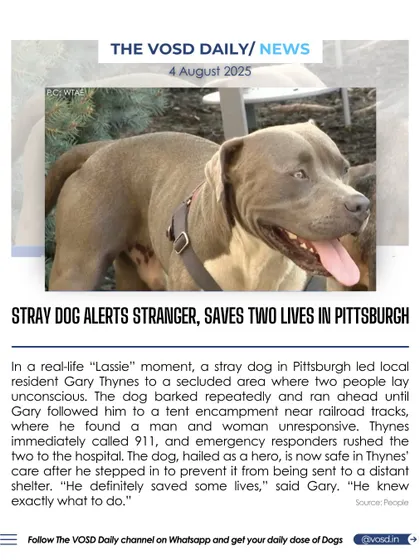 In a real-life "Lassie" moment, a stray dog in Pittsburgh led a resident to two unconscious people, saving their lives. The dog, hailed as a hero, is now safe in a shelter.