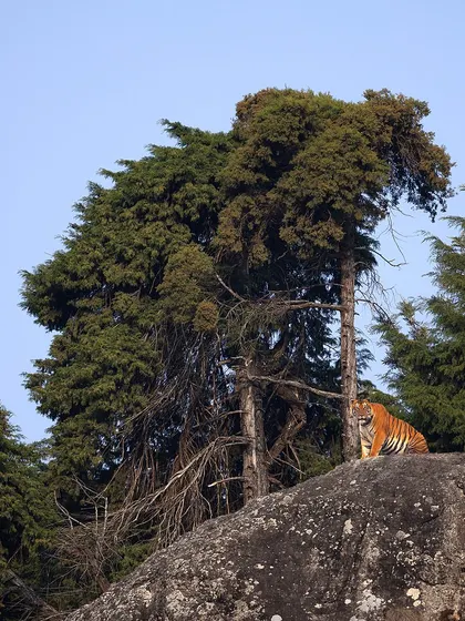 My award winning photo of a high altitude tiger in a remote region of the Nilgiris. This is an extremely rare sighting that shows the adaptability of these cats and the importance of habitat photography.