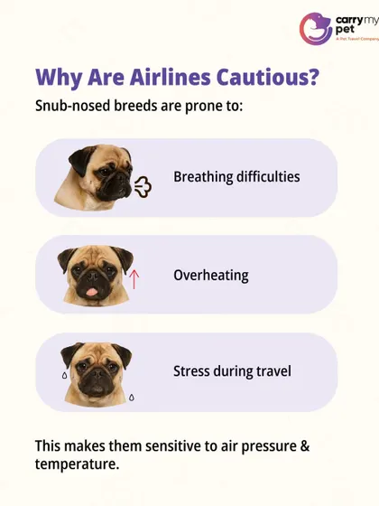 This infographic explains why airlines are cautious with snub-nosed breeds, detailing their predisposition to breathing difficulties, overheating, and stress.