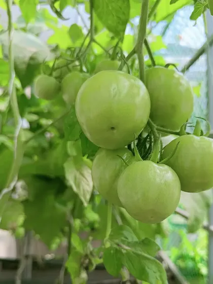 A healthy bunch of green tomatoes growing strong in our urban farm. These will soon ripen into juicy, flavorful fruit ready for harvest.