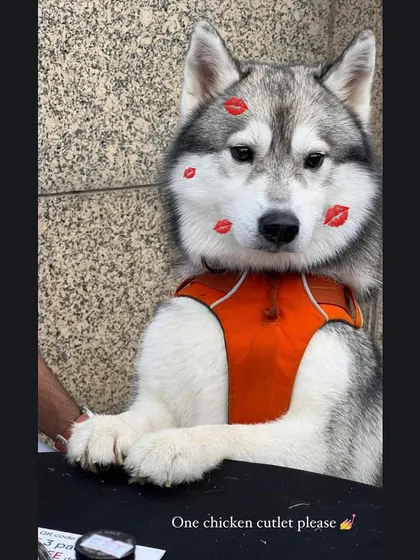 This adorable husky patiently waiting for a treat is one of our favourite event moments.