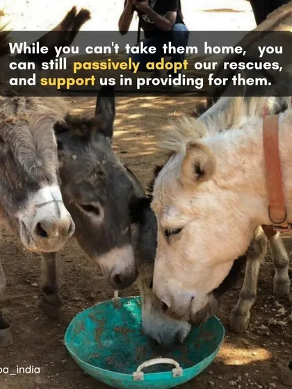 While you can't take our large rescues home, you can still be their guardian. Passive adoption allows you to support them and ensure they are cared for.