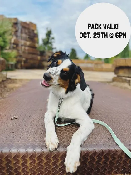 A happy dog enjoying a pack walk at The Gathering Place. We announce walks when the weather is good, so keep an eye out for the next one!