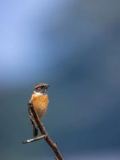 A male Siberian Stonechat, with its distinct markings, photographed on a winter morning. They often perch high, scanning the ground for insects.