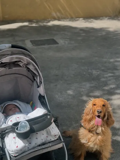 The two brothers, one in his stroller and one sitting patiently beside it.