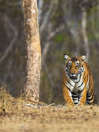 The mother, Magge female, emerges from the trees, likely checking on her hidden cub. This image shows the cautious and protective nature of a tigress with her young.