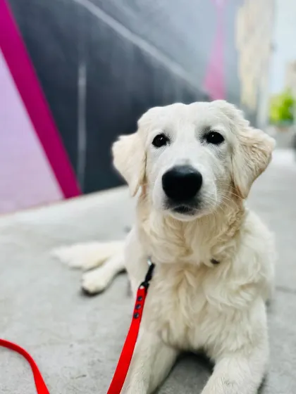 Rosie, a beautiful white graduate, practicing her 'down-stay' in a public space. This is what confidence built through consistent training looks like.