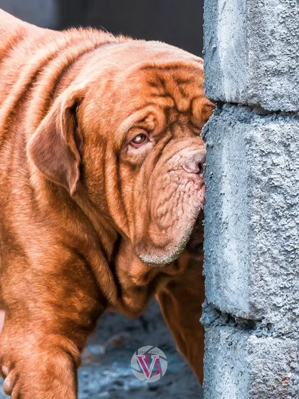 Rex playing hide-and-seek behind a wall. His playful nature shines through.
