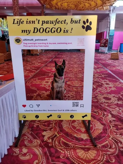 A majestic German Shepherd poses for a solo shot inside our popular "Life isn't pawfect, but my DOGGO is!" photo frame.