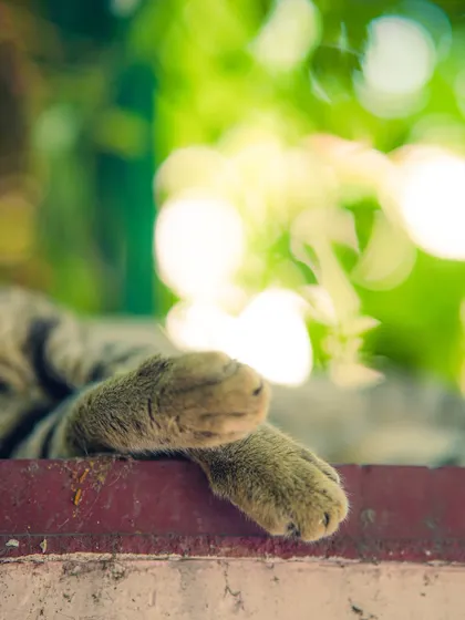 Just the paws. Sometimes focusing on a small detail, like these crossed paws, can tell a story of relaxation and contentment.
