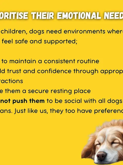 A dog's emotional well-being is my top priority. I create a predictable and supportive environment to help them feel safe, which is the foundation for building their confidence.