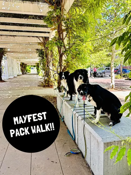 Another shot from our Mayfest pack walk. These dogs are pros at holding a 'place' command, even with all the excitement of the festival happening around them.