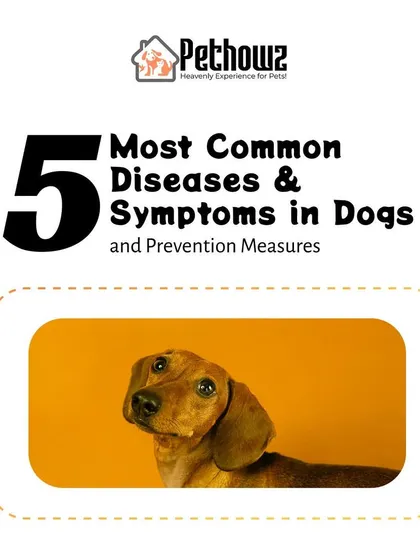 Focused specifically on our canine companions, this guide details the five most common diseases in dogs. It covers key symptoms and, more importantly, the prevention measures you can take.