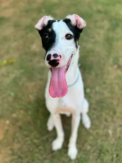 We just can't get enough of TinTin's unique and adorable face.