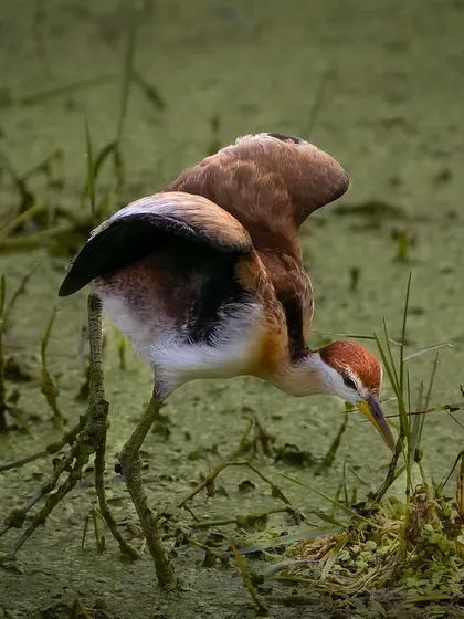 A Wattled Jacana carefully navigates the swampy terrain in Lucknow. This image highlights its incredibly long toes, an adaptation that allows it to walk on floating vegetation.