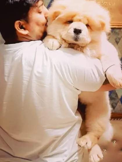 Nothing beats a hug with a clean, fluffy friend. Here, our client Tesla the Chow Chow gets some love, showing off a perfectly groomed coat that's soft to the touch.