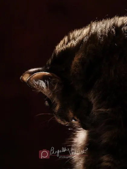 A dramatic, low-key shot of a cat mid-yawn or hiss. It captures the wild, untamed spirit that lives within every house cat.