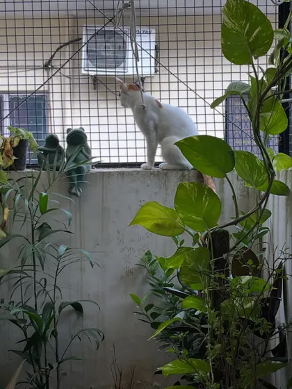 This is what my cage-free promise looks like. Your cat can safely enjoy the sights, sounds, and smells of the outdoors from my fully netted catio, surrounded by cat-friendly plants. It’s their own little jungle gym.