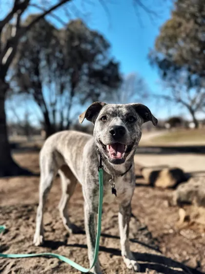 This is Tucker, one of two littermates who were getting into fights. He was very possessive of his mom, so we worked on establishing structure and teaching him to respect boundaries, which resolved the conflict with his brother.