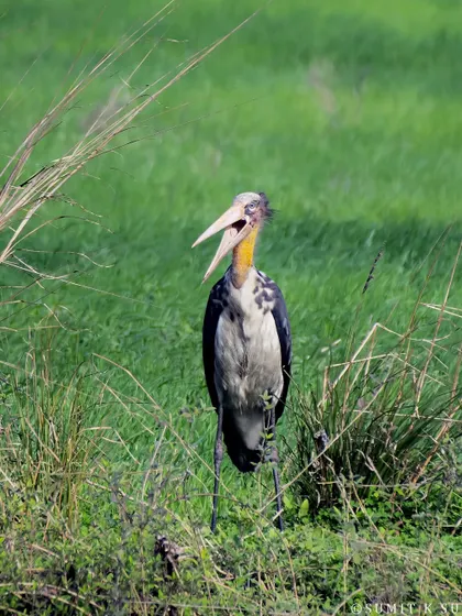 A Lesser Adjutant stork, a vulnerable species, standing in a field. These large birds are crucial for the ecosystem as they also feed on carrion.