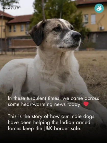 In turbulent times, we share heartwarming news. This is the story of how our indie dogs have become invaluable partners to soldiers in Jammu & Kashmir.