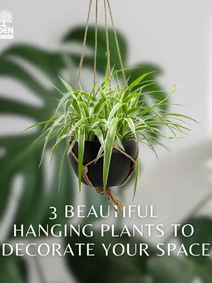 Looking for beautiful hanging plants to decorate your space? This graphic highlights some of our favorite options, like the Spider Plant, perfect for adding cascading foliage to your home.