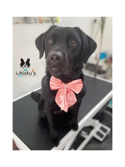 Zola the black Labrador looking elegant with her pink bow. Her short coat is sleek and shiny after a good bath and brush.
