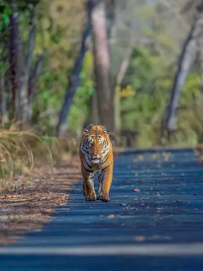 This is the Hulk of Terai, a magnificent tiger I encountered in the Pilibhit Tiger Reserve. Seeing him walk down the road with such purpose was a moment of pure awe. His presence commands respect, a true ruler of the Indian jungle.