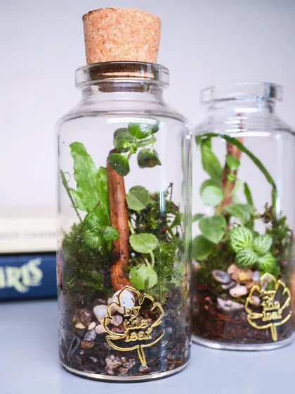 A pair of my cork bottle terrariums, perfect for home decor or as unique, handmade gifts. They bring a touch of plant styling to any small space.