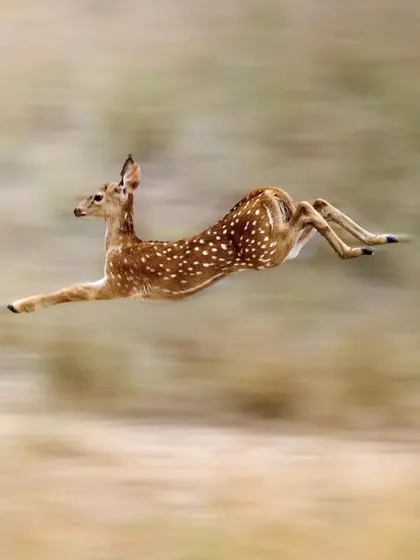 A panning shot of a running Spotted Deer. I teach this technique to create a sense of speed and motion, blurring the background while keeping the animal sharp.
