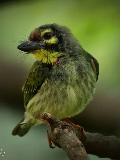Another portrait of the young Coppersmith Barbet. Its curious expression and developing colors make for an adorable subject.