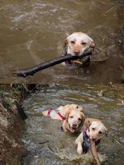 More stick-loving siblings. Two yellow Labradors navigate a stream together, one proudly carrying their shared prize.