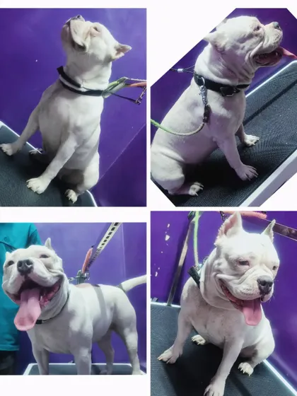This American Bully is in beast mode, showing off his happy smile and clean coat after his bath.