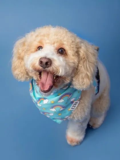 A happy face that could brighten anyone's day! This fluffy pup's joyful expression is captured perfectly against a solid blue backdrop.