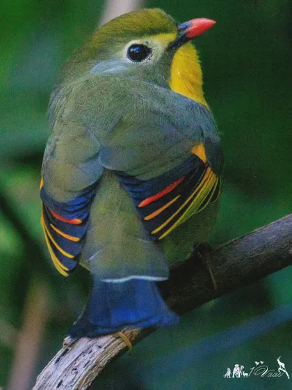 The Red-billed Leiothrix is a burst of color. With its bright red bill and yellow-orange throat, it's one of the most vibrant birds of the Himalayan region.