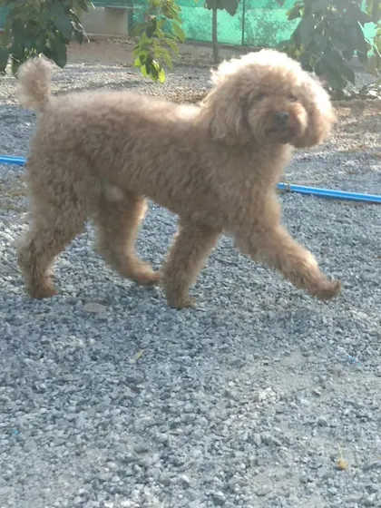 A fluffy Poodle struts confidently across the gravel play area. Every dog gets to enjoy the sunshine and fresh air.