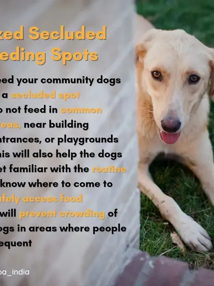 A key guideline for responsible feeding is to use fixed, secluded spots away from common areas. This creates a routine for the dogs and prevents crowding in high traffic zones.