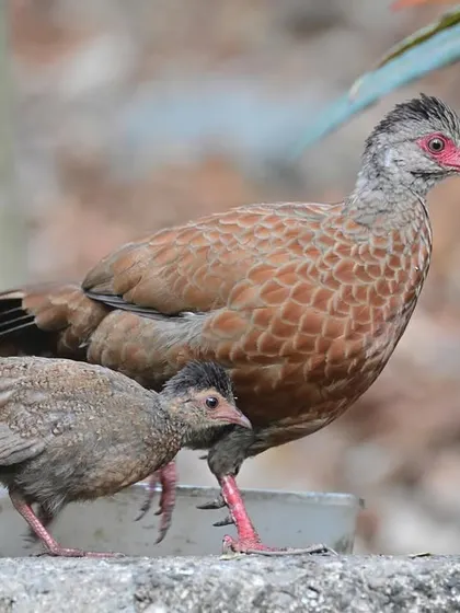 A Red Spurfowl father guides his chick along a wall. In the natural world, the father's contribution is immense, and this quiet moment of guidance is a testament to the dedication of fathers in the wild.