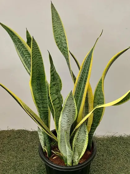 A beautiful, mature snake plant showing off its classic variegated leaves. This is a perfect example of a healthy, low-maintenance plant that's great for beginners and adds height to any room.