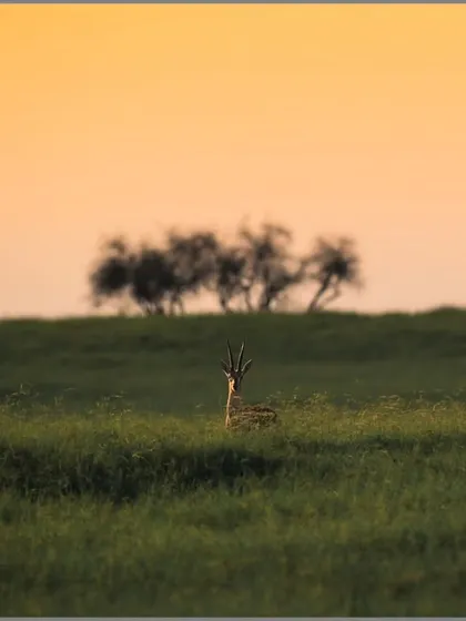 A Chinkara, or Indian Gazelle, peeks out from the tall grass at sunset. The warm light and layered landscape create a serene and beautiful desert scene.