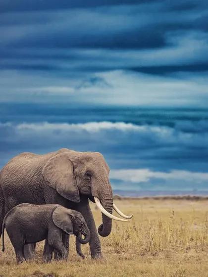 An elephant mother and calf walk across the plains of Amboseli under a moody, dark blue sky. The image conveys a sense of drama and the strong, protective bond within an elephant family.