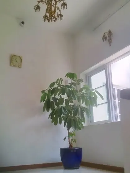 Big plants for big corridors. A large Schefflera, or Umbrella Plant, creates a wonderful vibe and fills this tall space beautifully.