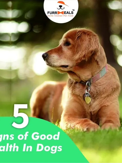 This extensive library of educational content covers everything a pet parent needs to know, from the benefits of turmeric and moringa to tips for hydration, sleep, dental health, and raising a new puppy.