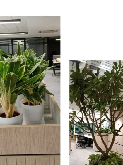 This image showcases a mix of textures and forms. The variegated leaves of the Aglaonema plants in the wooden planter contrast beautifully with the broad leaves of the Plumeria tree, adding visual interest to the office layout.