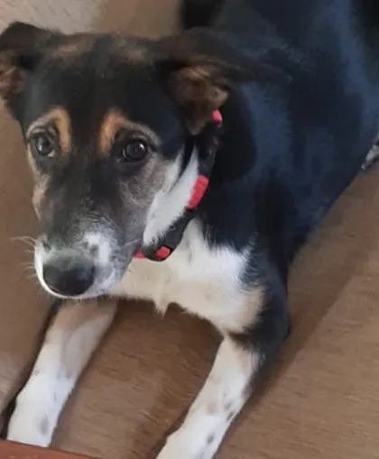 Another look at this sweet girl. If you are considering Indie dog adoption, Kaali would make an amazing and loving addition to your home.